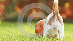 Funny dog playing, chewing a pumpkin in autumn, halloween, fall or happy thanksgiving concept