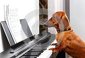 Funny dog playing the piano