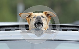 Funny dog pokes head out of sunroof