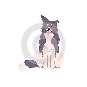 Funny dog portrait of Border Collie breed. Cute doggy sitting with tongue out. Adorable bicolor companion canine animal