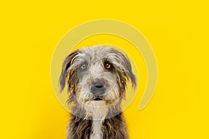 Funny dog portrait with stress, alert, worried, fear, begging expression face. Isolated on yellow colored background