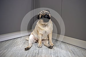 Funny dog pug is sitting on the kitchen floor and resting