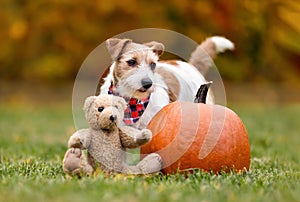 Funny dog with a pumpkin and a toy in autumn, halloween, happy thanksgiving day