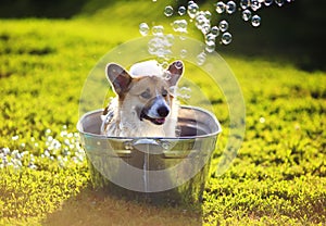 Funny dog puppy Corgi washes in a metal bath and cools outside in summer on a Sunny hot day in shiny foam bubbles
