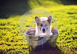funny dog puppy Corgi washes in a metal bath and cools outside in summer on a Sunny hot day and smiles happily