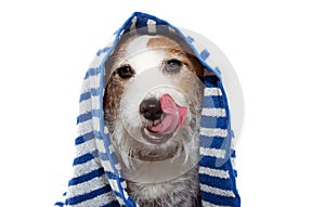 Funny dog puppy wrapped with a blue striped towel ready for a bath, linking its face. Isolated on white background