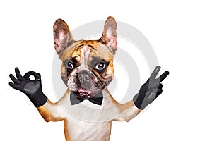 Funny dog red french bulldog in a black bow tie. Shows with his paws and hands a gesture of peace and a sign approx. Animal is