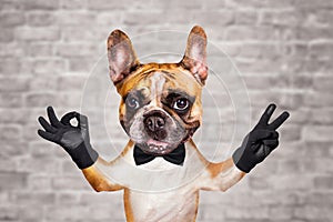 Funny dog red french bulldog in a black bow tie. Shows with his paws and hands a gesture of peace and a sign approx. Animal on