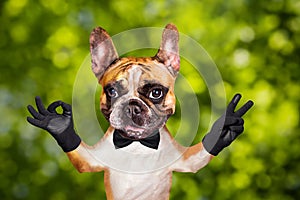 Funny dog red french bulldog in a black bow tie. Shows with his paws and hands a gesture of peace and a sign approx. Animal on