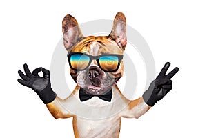 Funny dog red french bulldog in a black bow tie and Sunglasses. Shows with his paws and hands a gesture of peace and a sign approx