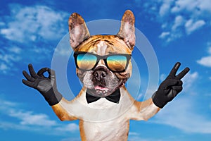 Funny dog red french bulldog in a black bow tie and Sunglasses. Shows with his paws and hands a gesture of peace and a sign approx