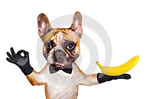 Funny dog red french bulldog waiter in a black bow tie hold a banana fruit yellow and show a sign approx. Animal isolated on white