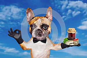 Funny dog red french bulldog waiter in a black bow tie hold jam in a glass jar and show a sign approx. Animal on blue sky