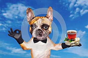 Funny dog red french bulldog waiter in a black bow tie hold tea in glass mug and show a sign approx. Animal on blue sky background