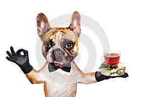 Funny dog red french bulldog waiter in a black bow tie hold tea in a glass mug and show a sign approx. Animal isolated on white