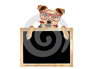 Funny dog red glasses pencil behind blank blackboard isolated