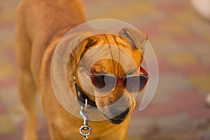 Funny dog in red sunglasses in summer day