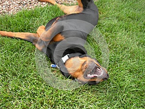 Funny Dog Rolling in Grass