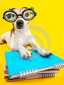 Funny dog in round glasses and books. Yellow background. Back to school theme. Student preperetion to exam