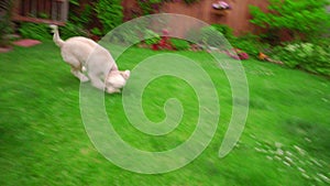 Funny dog running grass. White poodle running away. Happy dog jumping on grass