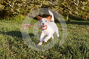 FUNNY DOG RUNNING AND HOLDING  A COLORFUL LEASH WITH ITS MOUTH AT PARK WALK