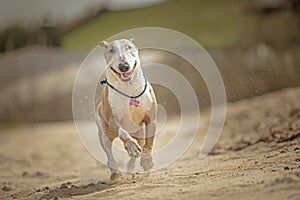 Funny dog runs along a sunny beach