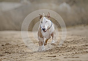 Funny dog runs along a sunny beach