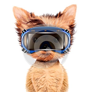 Funny dog in safety glasses Isolated on white