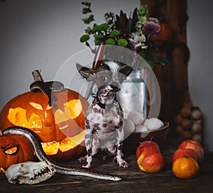 Funny dog selebrates Haloween with snakes and pumpkin