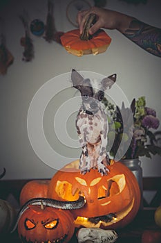Funny dog selebrates Haloween with snakes and pumpkin