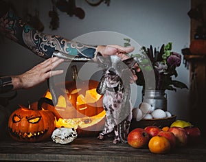 Funny dog selebrates Haloween with snakes and pumpkin