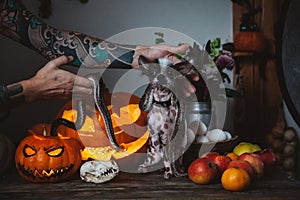 Funny dog selebrates Haloween with snakes and pumpkin