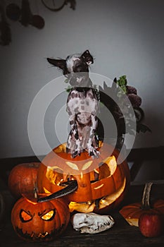 Funny dog selebrates Haloween with snakes and pumpkin