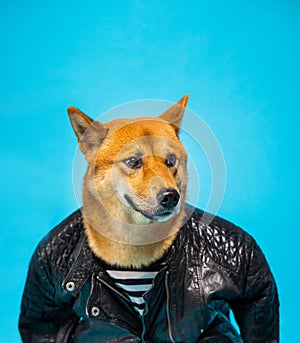 Funny dog Shiba Inu in leather jacker on blue background