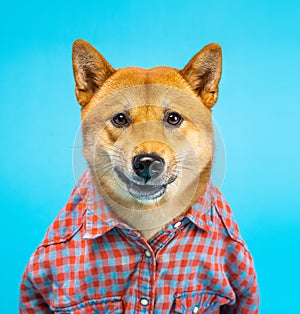 Funny dog shiba inu in pink shirt looking seriously at the camera.