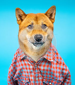 Funny dog shiba inu in pink shirt looking seriously at the camera.