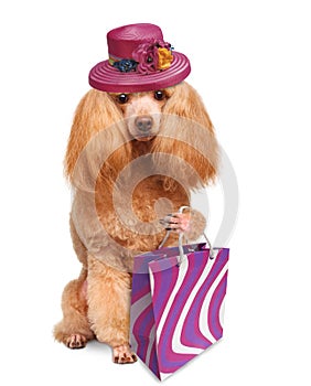 Funny dog with shopping bags