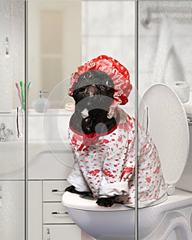 Funny Dog in a shower cap and pajamas sitting on the toilet in the bathroom. Concept - pet toilet training, cleanliness and care