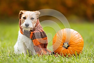 Funny dog sitting with a pumpkin in autumn, halloween, happy thanksgiving day, fall background