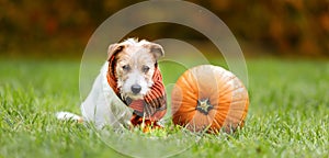 Funny dog sitting with a pumpkin in autumn, halloween, thanksgiving or fall banner