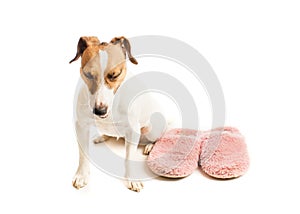 Funny dog and slippers