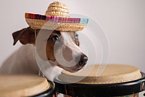 A funny dog in a sombrero plays mini bongo drums. Jack Russell Terrier in a straw hat next to a traditional ethnic