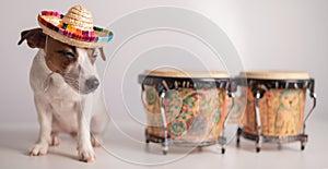 A funny dog in a sombrero plays mini bongo drums. Jack Russell Terrier in a straw hat next to a traditional ethnic