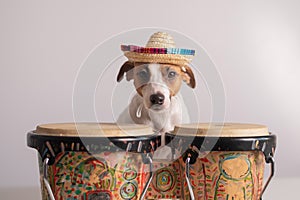 A funny dog in a sombrero plays mini bongo drums. Jack Russell Terrier in a straw hat next to a traditional ethnic