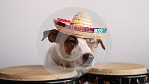 A funny dog in a sombrero plays mini bongo drums. Jack Russell Terrier in a straw hat next to a traditional ethnic