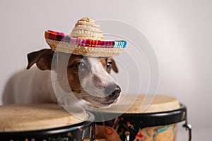 A funny dog in a sombrero plays mini bongo drums. Jack Russell Terrier in a straw hat next to a traditional ethnic