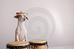 A funny dog in a sombrero plays mini bongo drums. Jack Russell Terrier in a straw hat next to a traditional ethnic