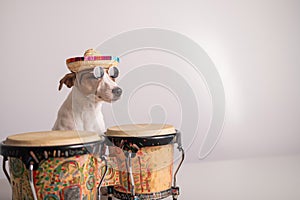 A funny dog in a sombrero and sunglasses plays the mini bongo drums. Jack Russell Terrier in a straw hat next to a