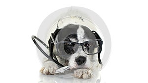 FUNNY DOG WITH STETHOSCOPE AND EYE GLASSES LYING DOWN AGAINST WHITE BACKGROUND. ISOLATED SHOT STUDIO.