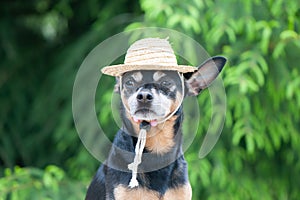 Funny dog in a straw hat, vacationer, gardener